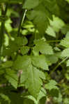 Sweet cicely <BR>Anise-root <BR>longstyle sweetroot